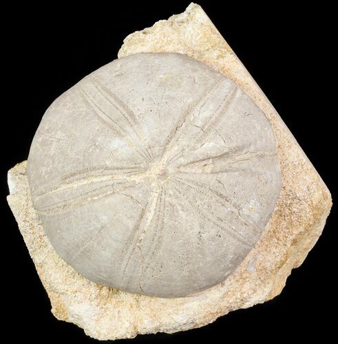Displayable Fossil Sea Urchin (Clypeus) - England #65854